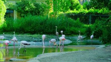 Daha büyük flamingo ailesi Phoenicopterus gülü hayvanat bahçesinde yer ve dinlenir, bacaklarında numara etiketleri vardır.