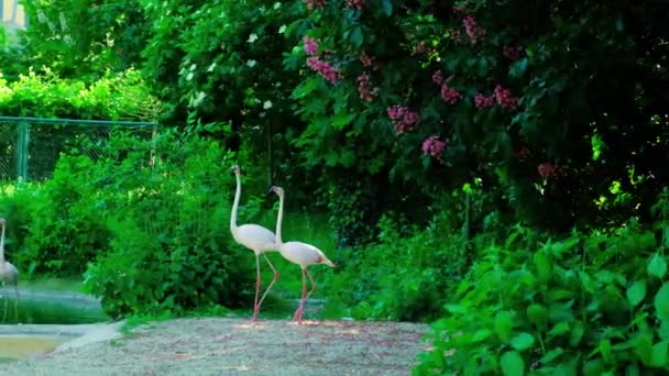 Dois Flamingos Cor Rosa Jardim Zoológico Câmara Lenta — Vídeo de Stock