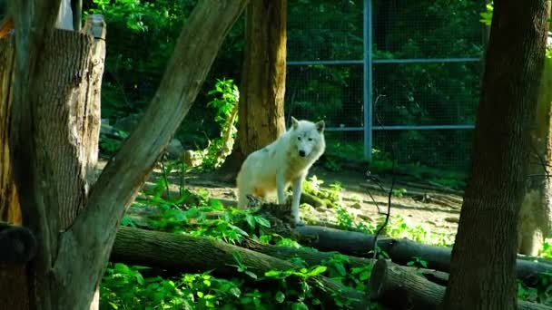 Белый Арктический Волк Лесу Зоопарке — стоковое видео