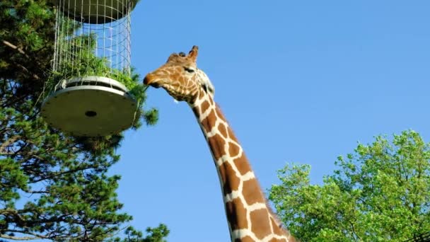 Giraffe Eats Hay Feeder European Zoo Head Giraffe Close Sky — Stock Video