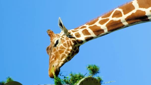 キリンはヨーロッパの動物園の飼料から干し草を食べる 空に対するキリンのクローズアップの頭 — ストック動画