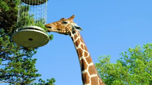 在欧洲的一个动物园里 长颈鹿吃饲料员的干草 长颈鹿的头在天空中的特写 — 图库视频影像
