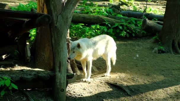 在动物园的森林里 白色的北极狼 — 图库视频影像