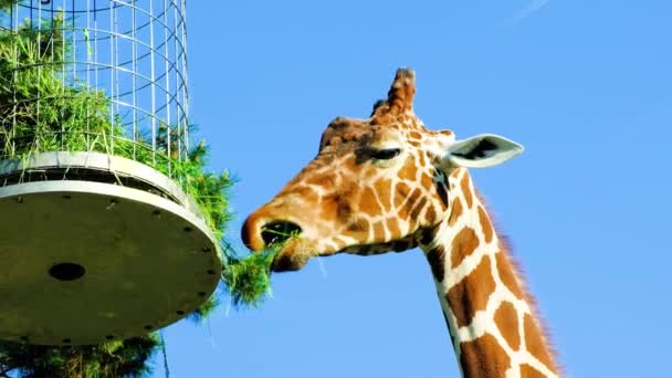 기린은 동물원에서 건초를 먹는다 하늘을 — 비디오