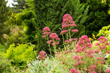 Botanik bahçesindeki Centranthus çiçekleri, Valerian ailesinin bir üyesi.