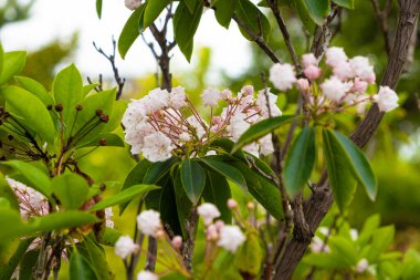 Geniş yapraklı Kalmia latifolia berglorbeer, HeatherEricaceae ailesi, pembe çiçekler