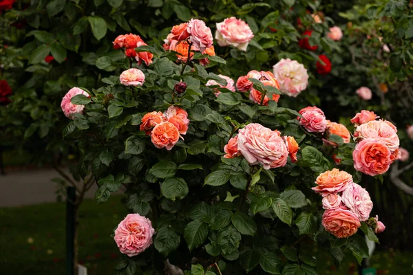 Bush Rosas Rosa Jardim Rosas Incrivelmente Belo Cartão Postal Flores — Fotografia de Stock