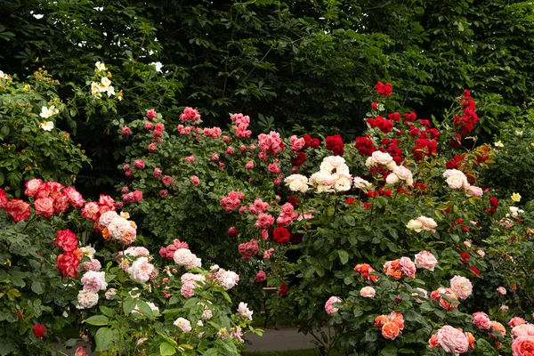 Rote Weiße Und Rosa Rosen Rosengarten Schöne Grußkarte — Stockfoto