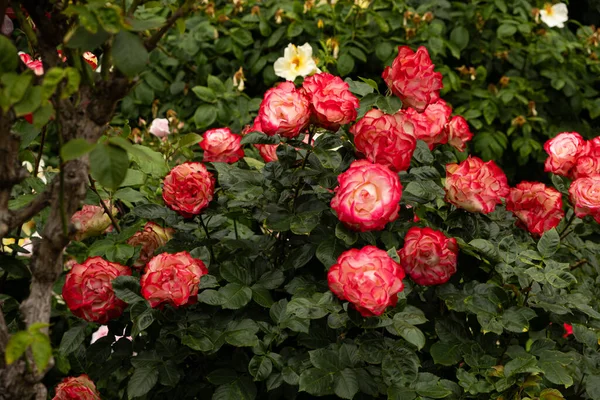 Bush of pink roses in the garden of roses. Incredibly beautiful postcard, summer flowers