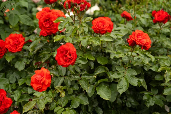 Červené Růže Zahradě Krásná Pohlednice Zahradničení Pěstování Růží — Stock fotografie