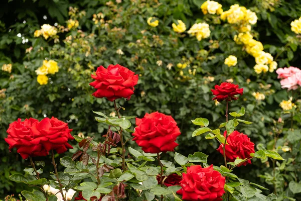 Červené Růže Zahradě Pozadí Žlutých Růžových Růží Chov Péče Růže — Stock fotografie