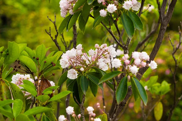 Breitblättrige Kalmia Latifolia Berglorbeer Heatherericaceae Familie Rosa Blüten — Stockfoto