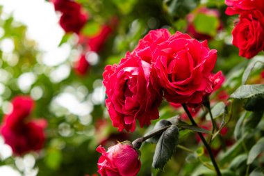 Bahçede kırmızı güller. Güzel tebrik kartı, bahçıvanlık ve gül ekimi