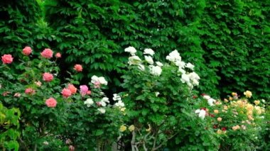 Gül bahçesinde beyaz, sarı ve pembe güller