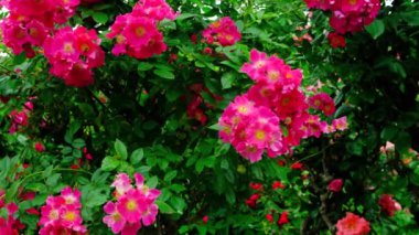 Arılar kırışık yaban gülü çalılarının yanında uçar, köpek gülü