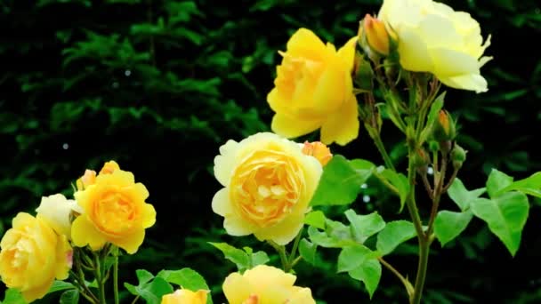 Rosas Amarelas Balançando Vento Jardim Rosas Câmera Lenta — Vídeo de Stock