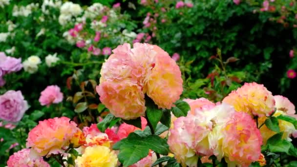 Roze Floribunda Rozen Rozentuin Bijen Vliegen Rond Bloemen — Stockvideo