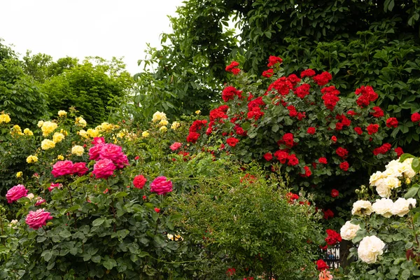 バラ園の赤 ピンクのバラ 美しいグリーティングカード — ストック写真