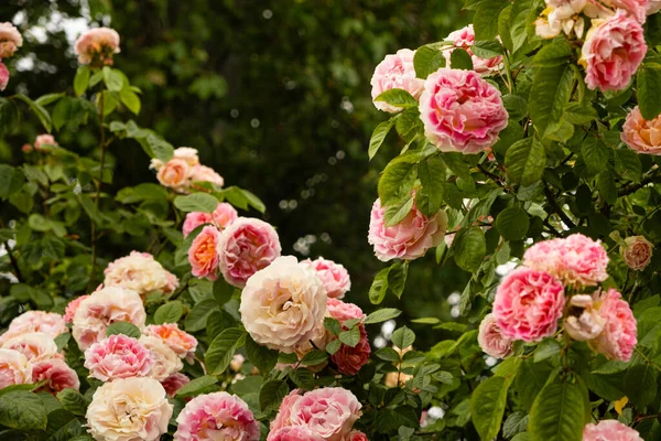 Damask rose bush close-up. Gardening, growing roses, beautiful postcard.