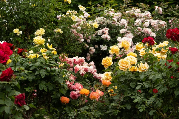 Rote Gelbe Und Rosa Rosen Rosengarten Schöne Grußkarte — Stockfoto
