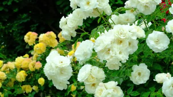 Białe Róże Kołyszące Się Wietrze Ogrodzie Różanym Zwolnione Tempo — Wideo stockowe
