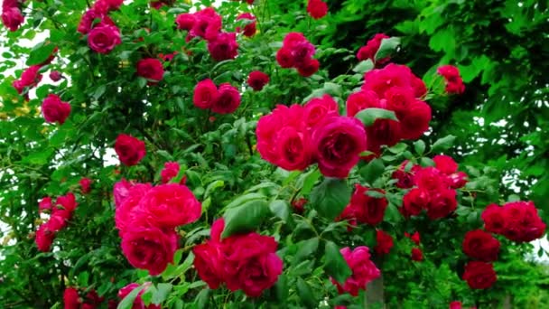 Růžové Růže Kolébající Větru Růžové Zahradě Zpomalený Pohyb — Stock video