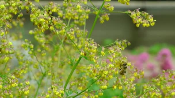 Bijen Bestuiven Gele Struik Thalictrum Zuigen Nectar Uit Bloemen Van — Stockvideo