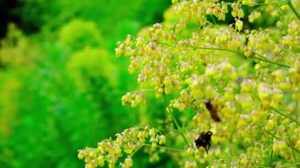 Las Abejas Abejorros Recogen Néctar Las Flores Arbusto Amarillo Thalictrum — Vídeos de Stock