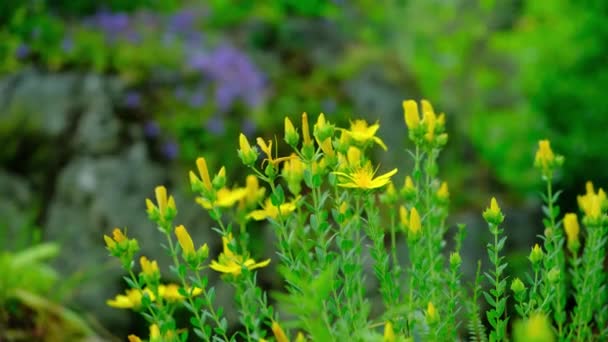 Žluté Květy Třezalky Tečkované Hypericum Polyphyllum Close — Stock video