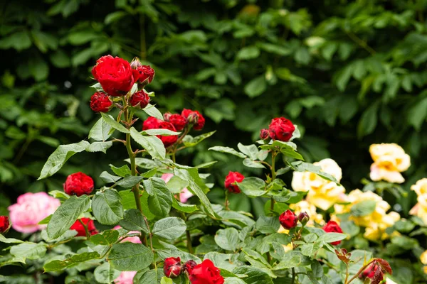 Rosas Vermelhas Amarelas Rosa Jardim Rosas Belo Cartão Saudação — Fotografia de Stock