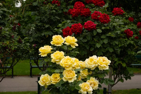 Gelbe Und Rote Rosen Park — Stockfoto
