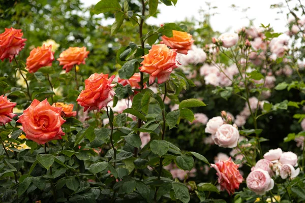 Roses of pale peach color in the garden. Cultivation of roses, rare varieties.