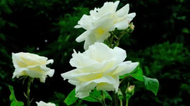 Rüzgarda sallanan beyaz güller bir gül bahçesinde, ağır çekimde