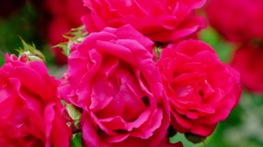 Rüzgarda sallanan pembe güller bir gül bahçesinde, ağır çekimde