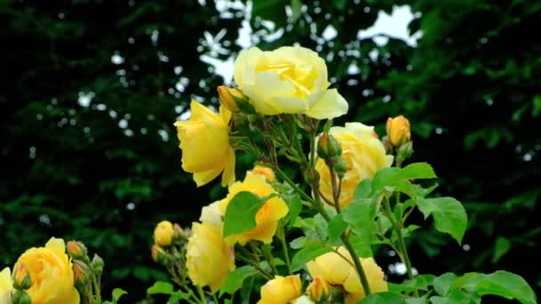 Żółte Róże Kołyszące Się Wietrze Ogrodzie Różanym Zwolnione Tempo — Wideo stockowe