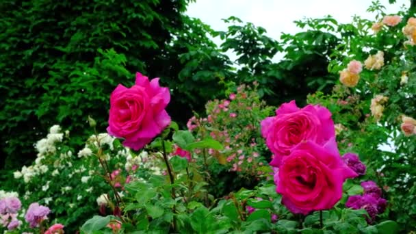 Рожеві Троянди Гойдаються Вітром Саду Троянд Сповільнюють Рух — стокове відео