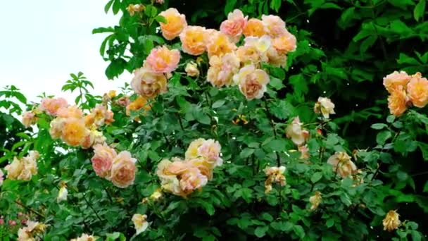Viele Pfirsichfarbene Rosensträucher Wiegen Sich Wind Rosengarten Zeitlupe — Stockvideo