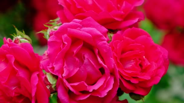 정원에서 바람에 흔들리는 분홍빛 장미의 움직임 — 비디오