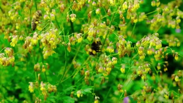 Бджоли Джмелі Збирають Нектар Квітів Жовтого Куща Thalictrum Мінус — стокове відео