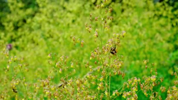 Lebah Dan Lebah Mengumpulkan Nektar Dari Bunga Bunga Dari Semak — Stok Video