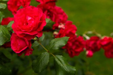 Bahçede kırmızı güller. Güzel tebrik kartı, bahçıvanlık ve gül ekimi