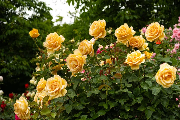 Bush of yellow roses in the garden of roses. Incredibly beautiful postcard, summer flowers