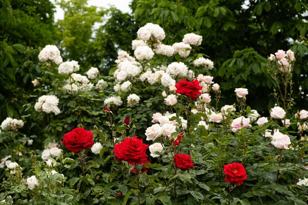 Dużo Czerwonych Białych Róż Ogrodzie Ogrodnictwo Rosnące Róże — Zdjęcie stockowe