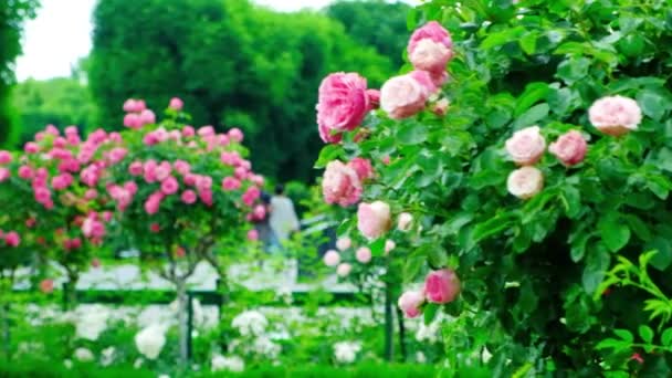 Veel Roze Rozenstruiken Tuin — Stockvideo