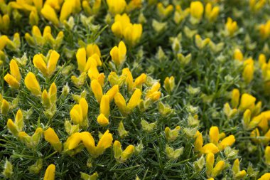 Ekinospartum barnadesii, sarı çiçekler, Fabaceae familyasından bitki türleri.