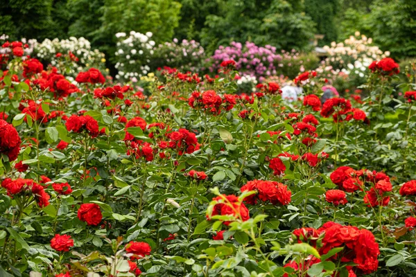 Viele Rote Rosensträucher Garten Vor Einem Hintergrund Aus Weißen Rosa — Stockfoto