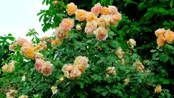 Muchos Rosales Color Melocotón Balanceándose Viento Jardín Rosas Cámara Lenta — Vídeos de Stock