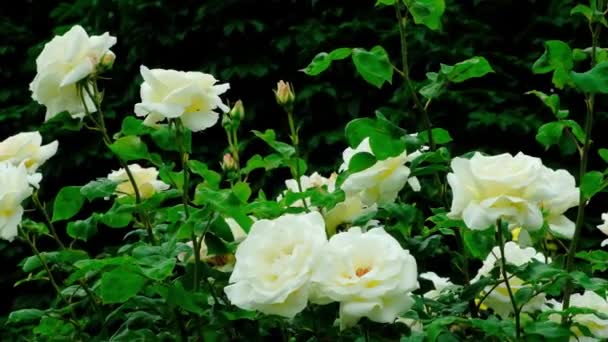 Bílé Keře Růží Zahradě Kymácejí Větru Zpomalují — Stock video