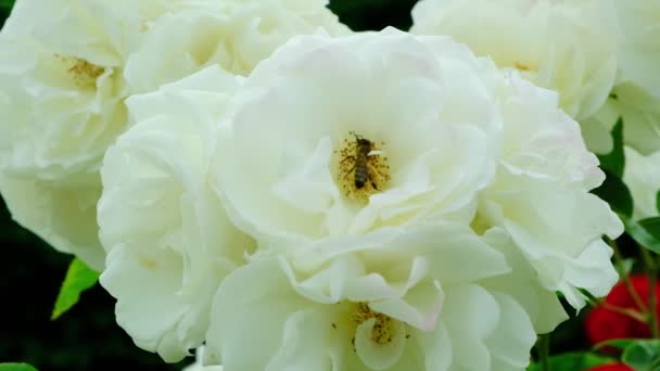 Eine Biene Sammelt Nektar Pollen Einer Weißen Rosenblüte Nahaufnahme Zeitlupe — Stockvideo
