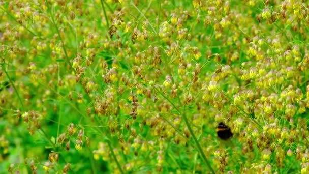 Bir Arı Bir Yaban Arısı Sarı Bir Çalılığın Çiçeklerinden Nektar — Stok video